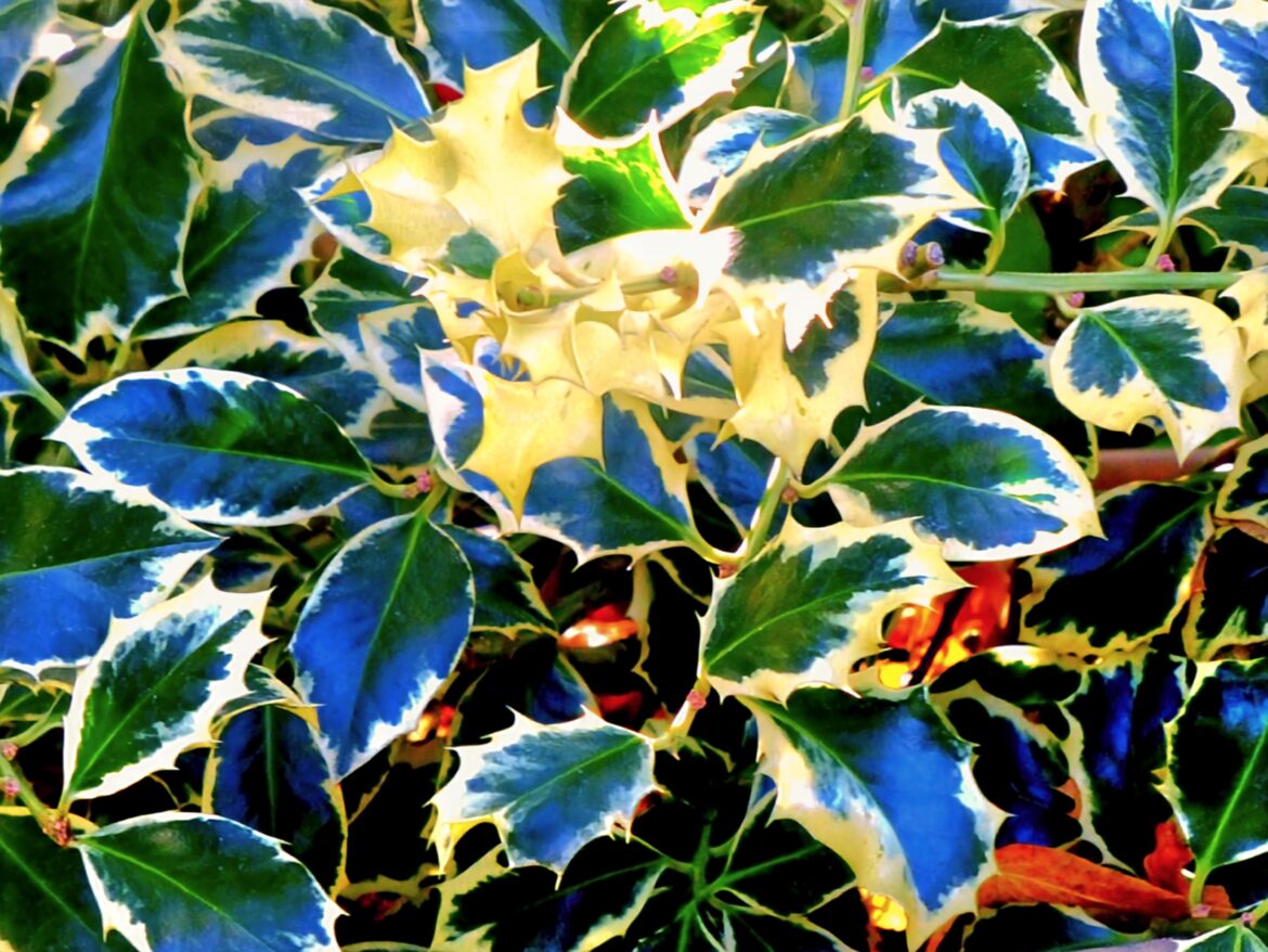ACEBO(Ilex aquífolia marginata)[OC].