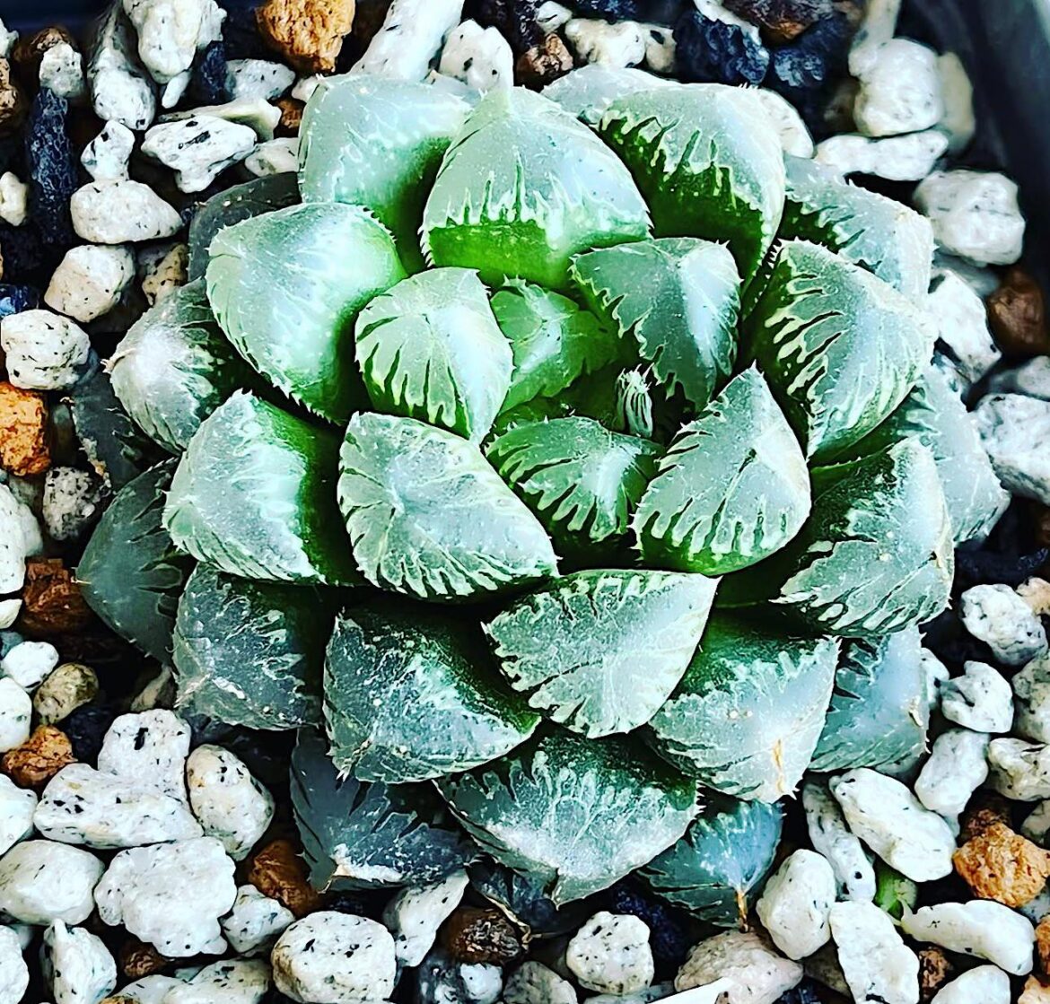 Haworthia cooperi var. truncata