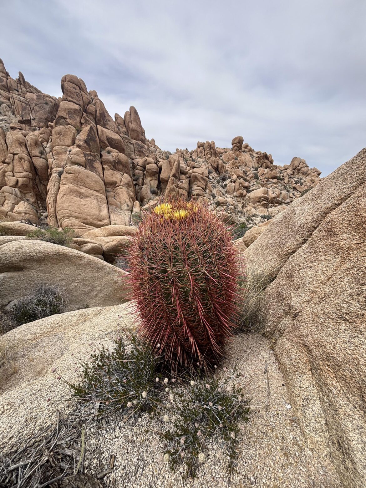 Ferocactus cylindraceus in habitat.