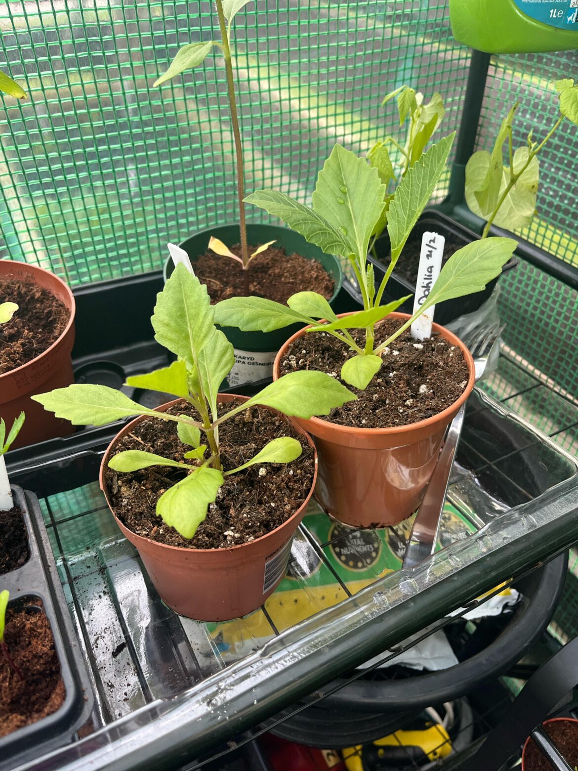 Seedlings