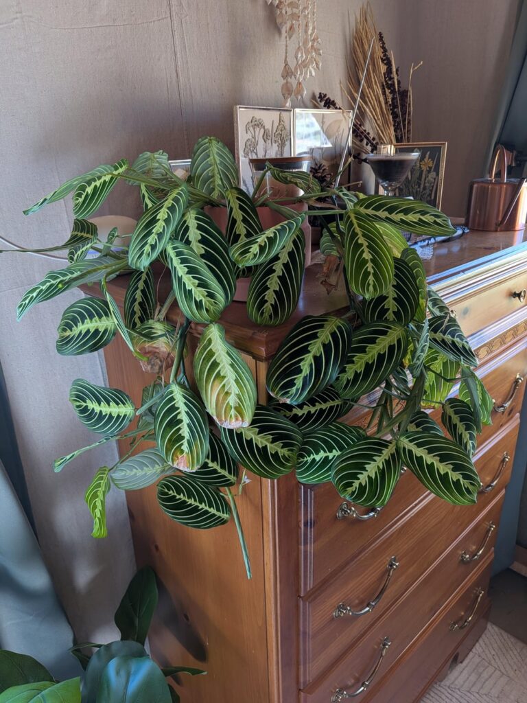 Help me save my Maranta Prayer Plant!!! Help me save my Maranta Prayer Plant!!!