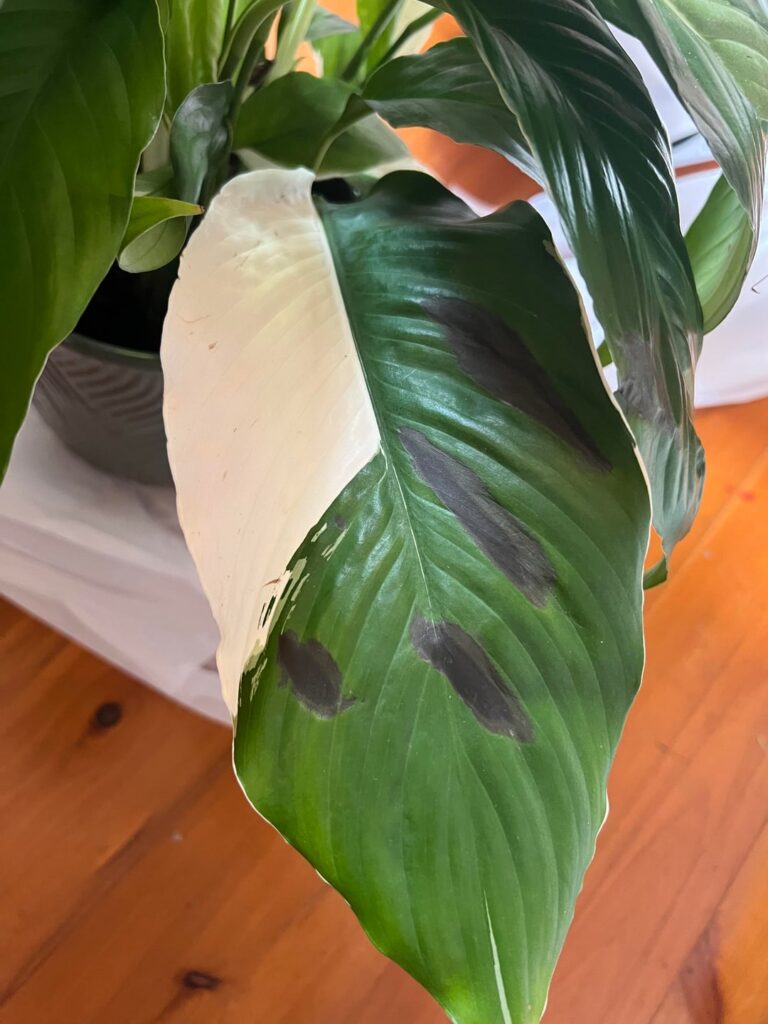 Weird black streaks appearing on multiple plants… what is this? Weird black streaks appearing on multiple plants... what is this?