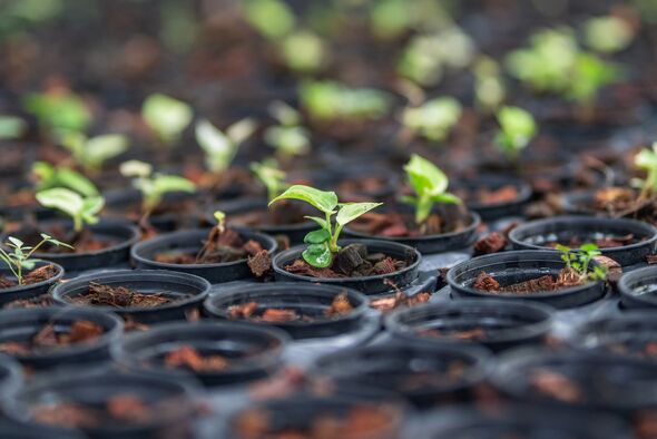 Young Seedlings Growing in Nursery Pots Young Seedlings Growing in Nursery Pots