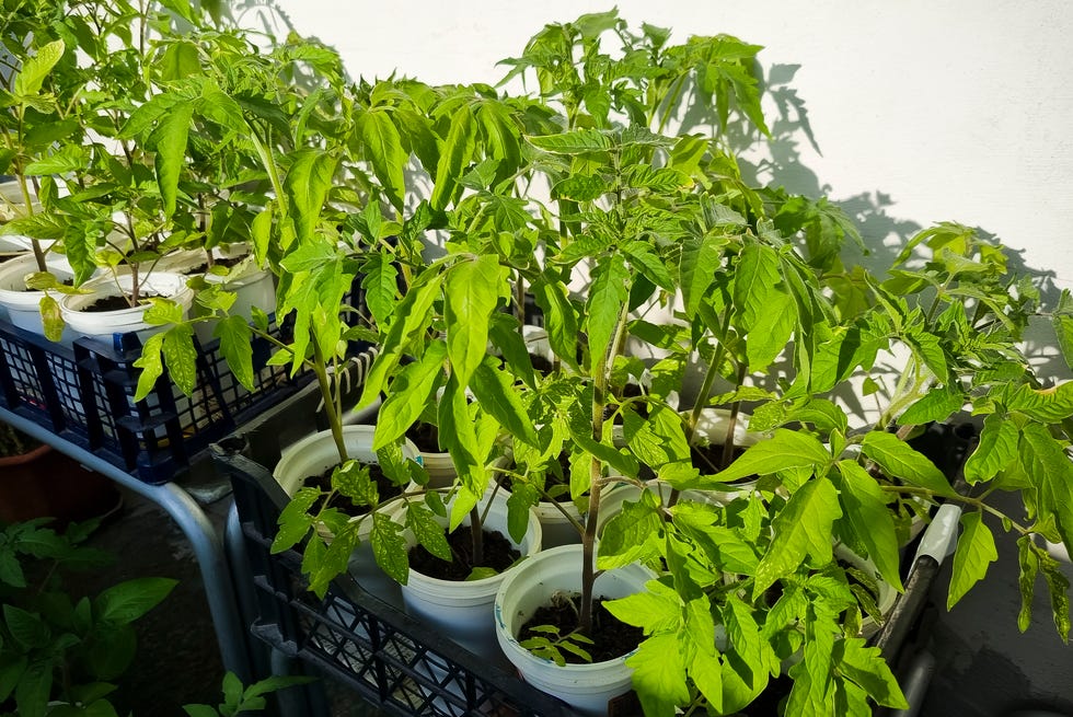 Young tomato plants lit by the sun, tomato seedlings in white pots grown on balcony young tomato plants lit by the sun, tomato seedlings in white pots grown on balcony