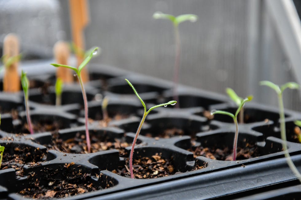 Young tomato seedlings germinating in the greenhouse young tomato seedlings germinating in the greenhouse