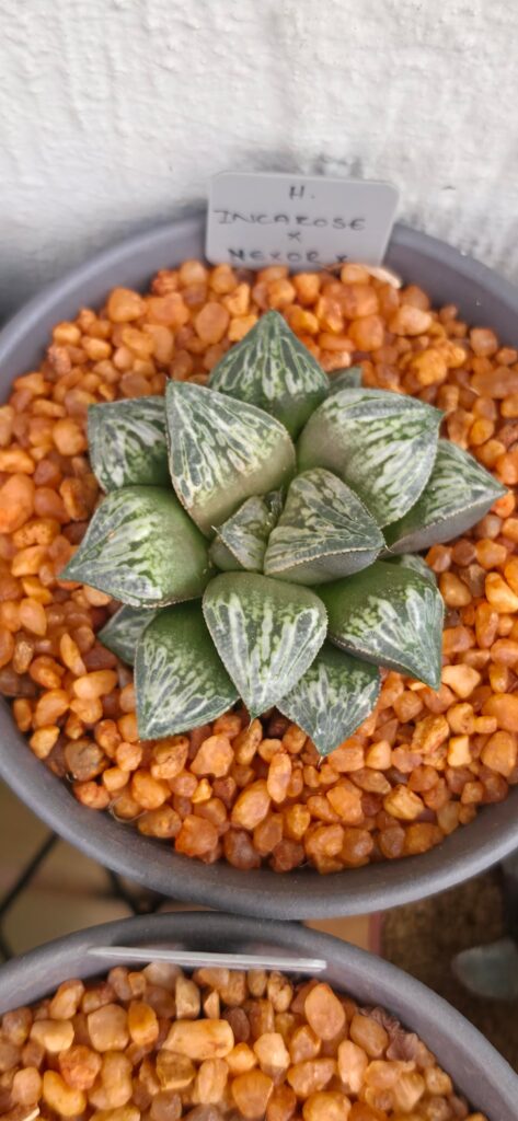 H.incarose x H.nexor