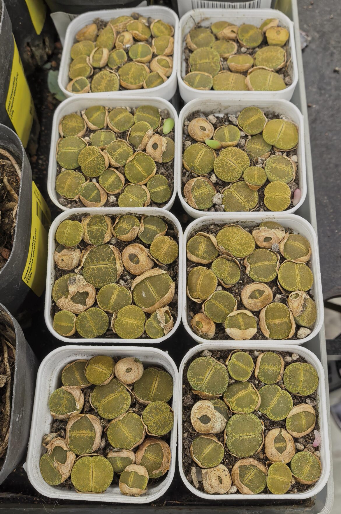 Lithops Green Sunshine at a store
