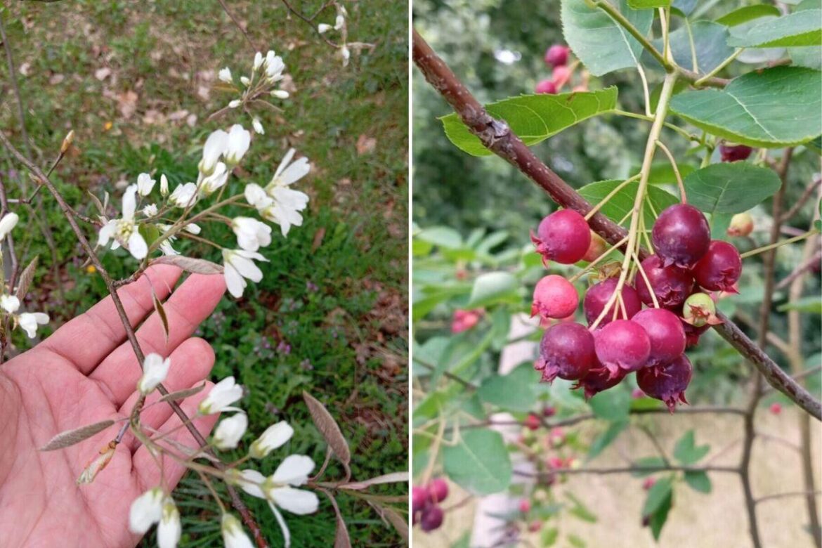Are there any fans of serviceberries (Amelanchier) here?