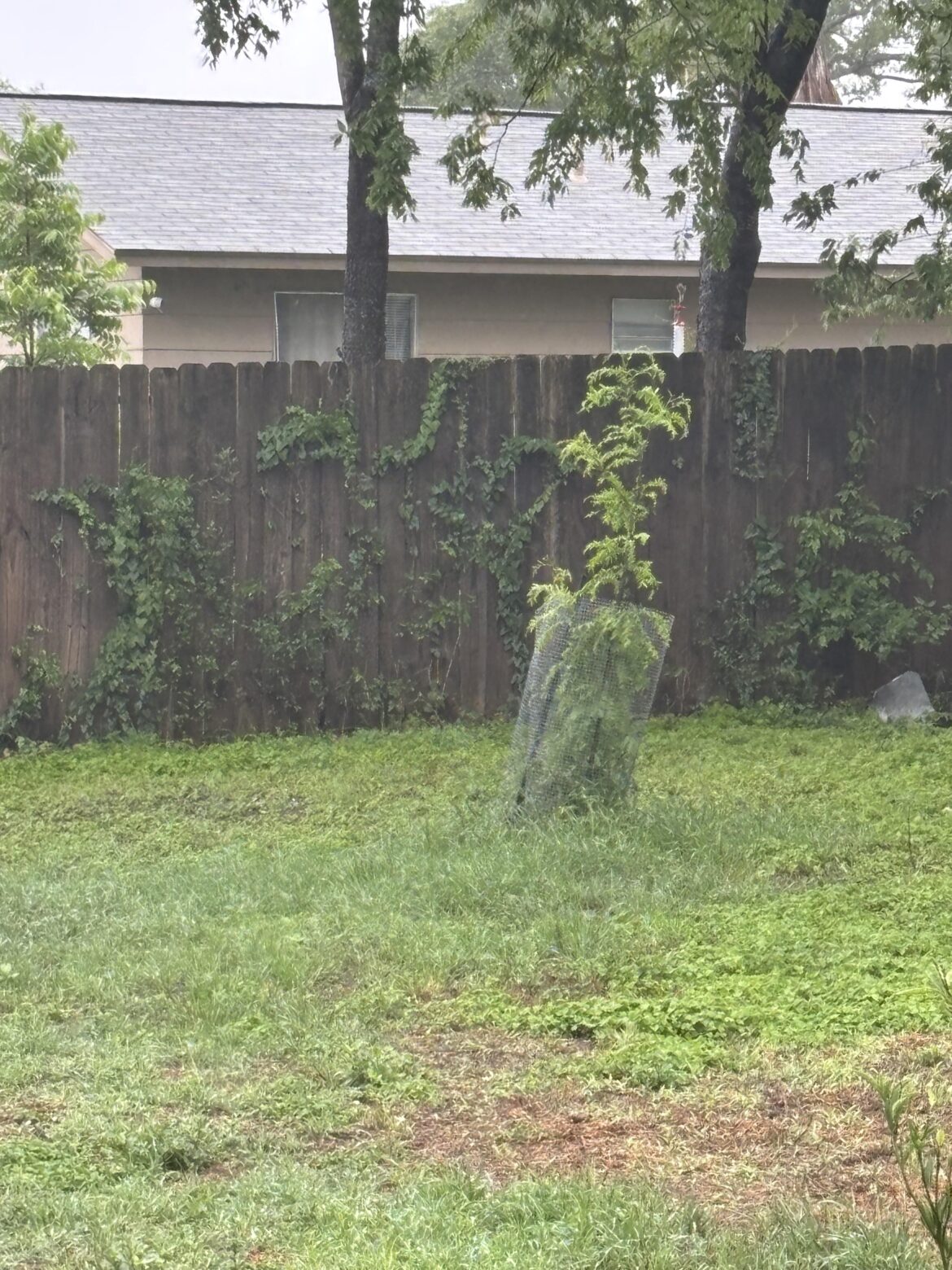 Anyone else plant something to be different? Anyone else plant something to be different?