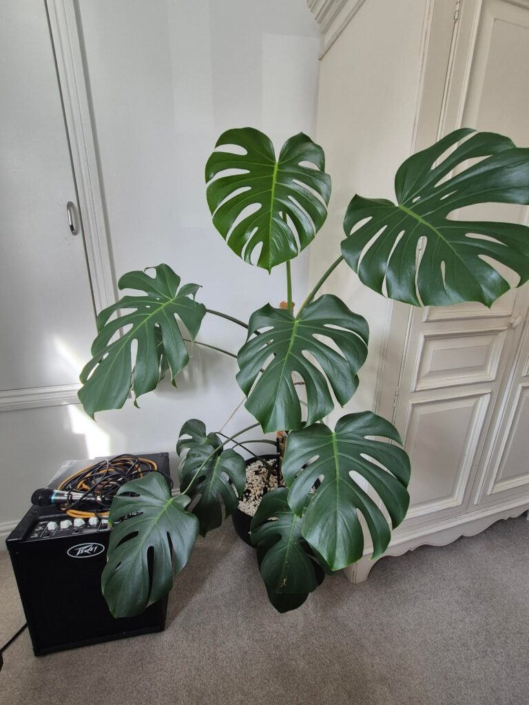 Meet my girl, 4 years old,whas just a one leaf cuttling