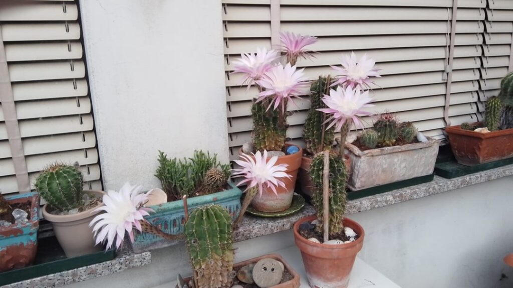 my Echinopsis eryesii (or Honeymoon plant) bloom this morning