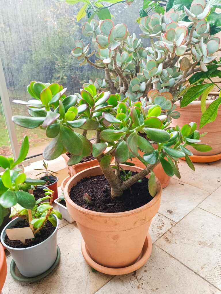 Boutures de succulentes. Ce que j’aime le plus avec mes plantes c’est les voir grandir ! Boutures de succulentes. Ce que j'aime le plus avec mes plantes c'est les voir grandir !