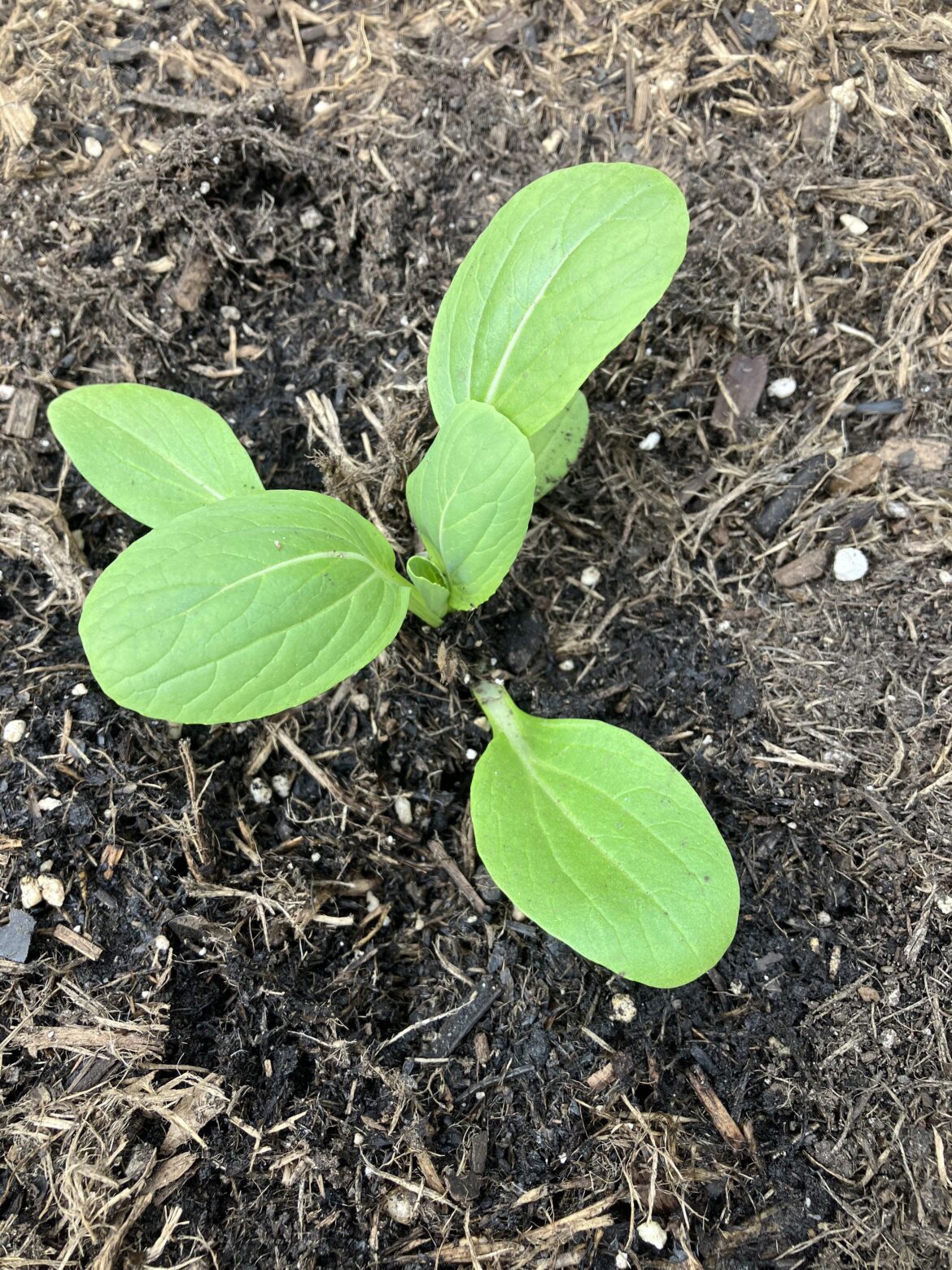 Is there any way at all this is some sort of lettuce? Is there any way at all this is some sort of lettuce?