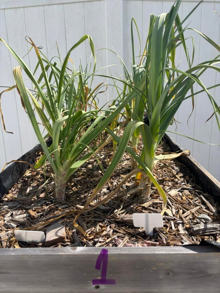 Is my garlic ready to harvest? Is my garlic ready to harvest?
