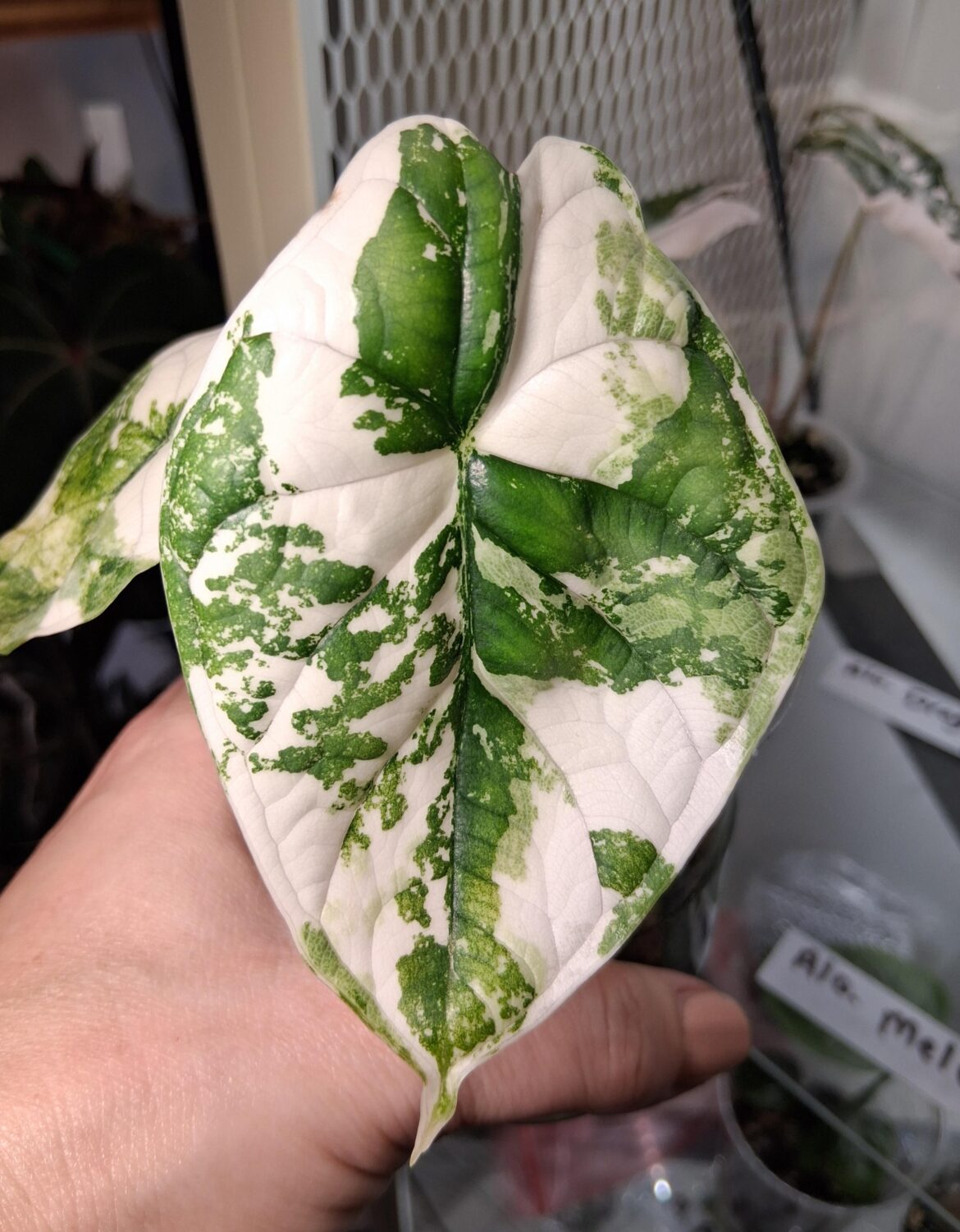 Just wanted to share her newest leaf. Cause it's mighty purddyy!