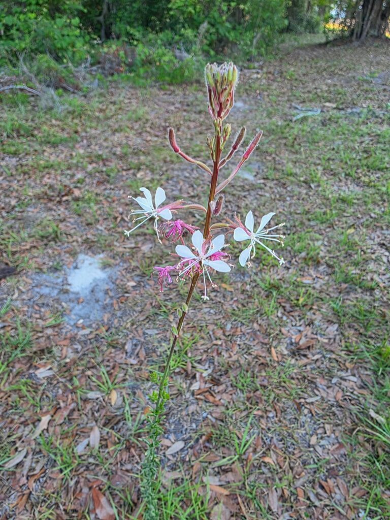 North central Florida, usa
