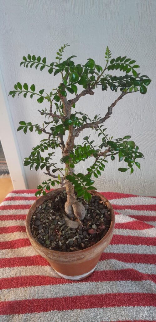 Operculicarya decaryi, fresh set of new leaves. Operculicarya decaryi, fresh set of new leaves.