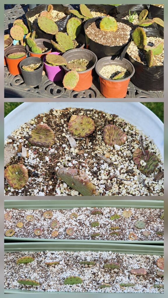 Ay bruh, remember that time we got mad turnt and propogated our state's only native cactus species?