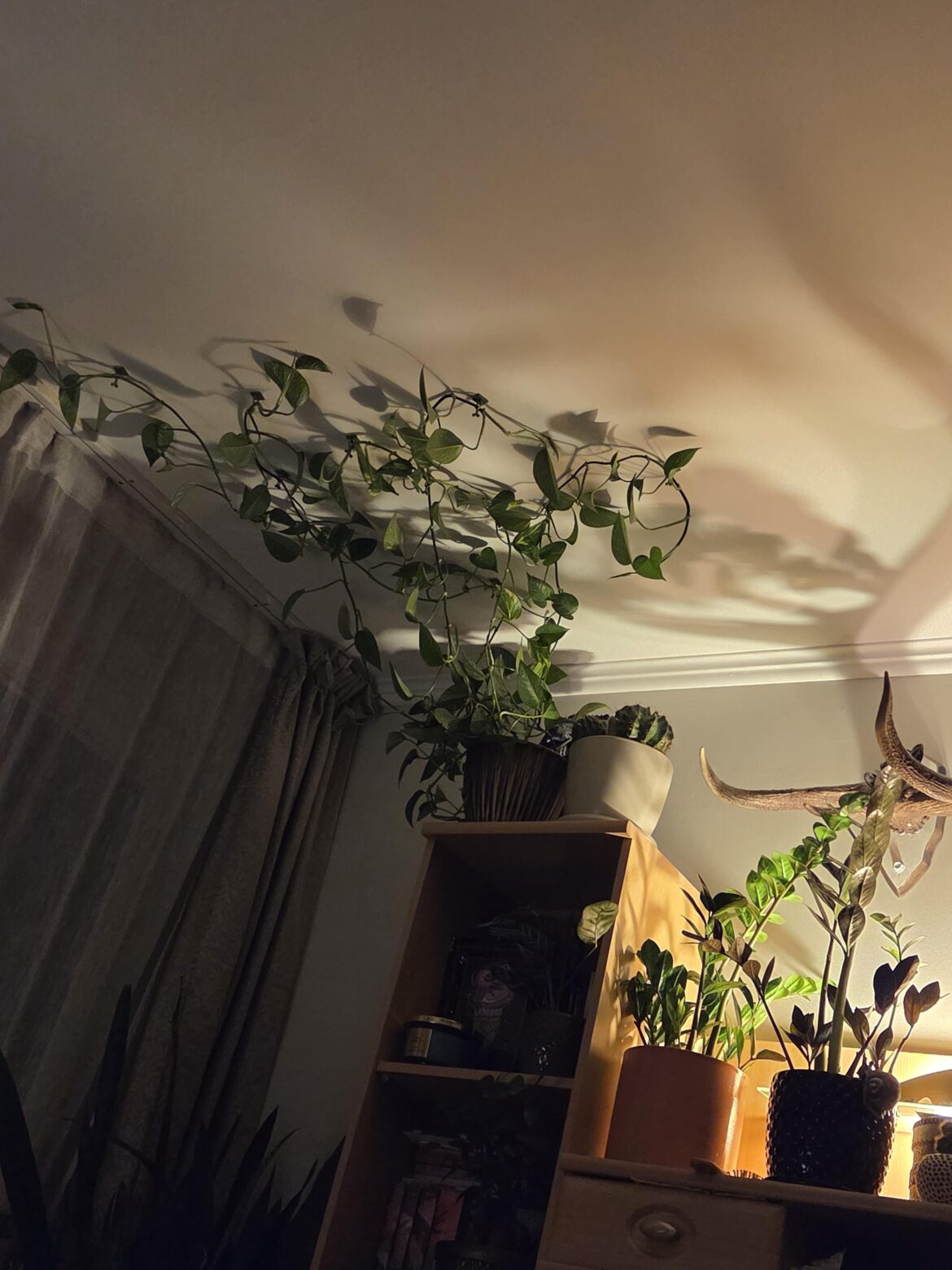 Sticked my pothos to the ceiling. Hope it do well. What do you think?