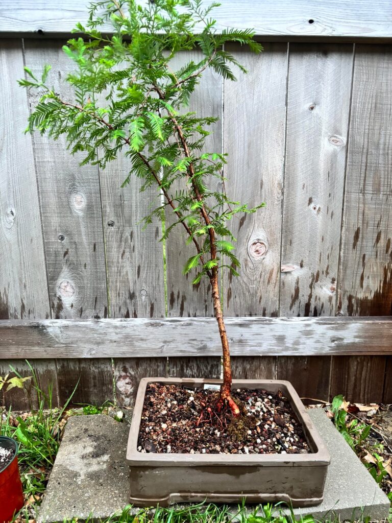 Dawn Redwood