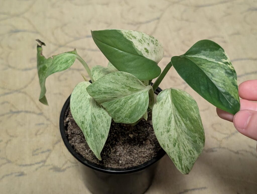 Marble queen turning dark green