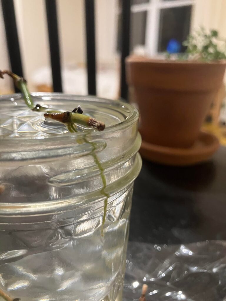 Progress on saving this 1st-year old pothos? [UPDATE]