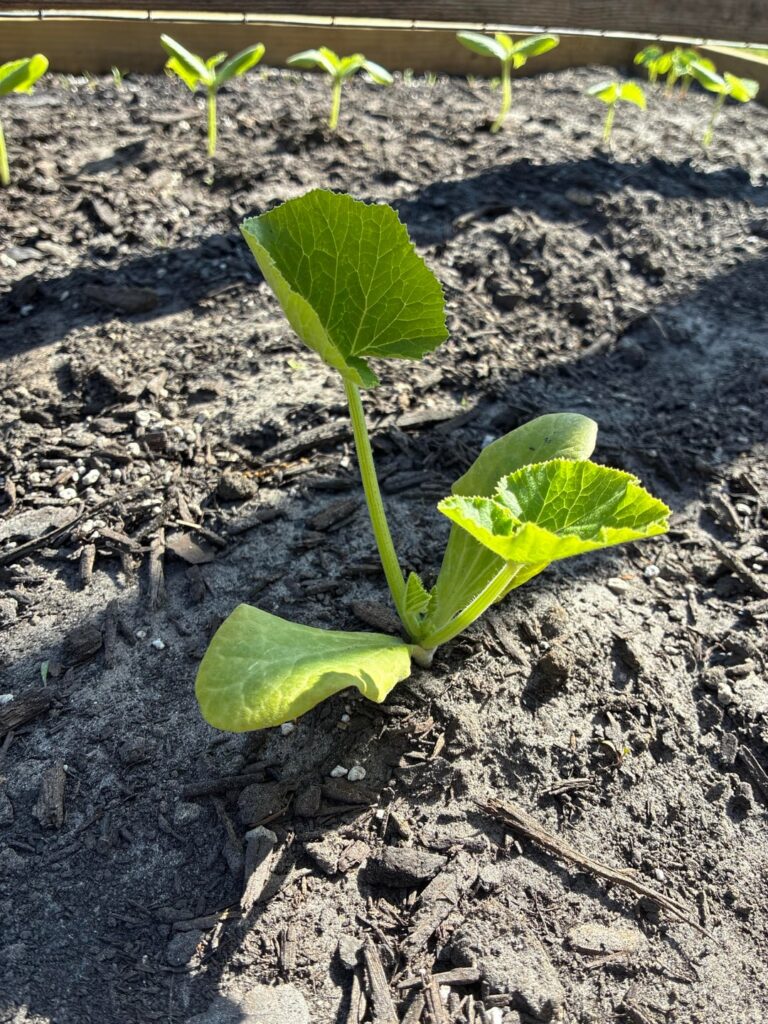 Garden seems to be growing really slowly ?