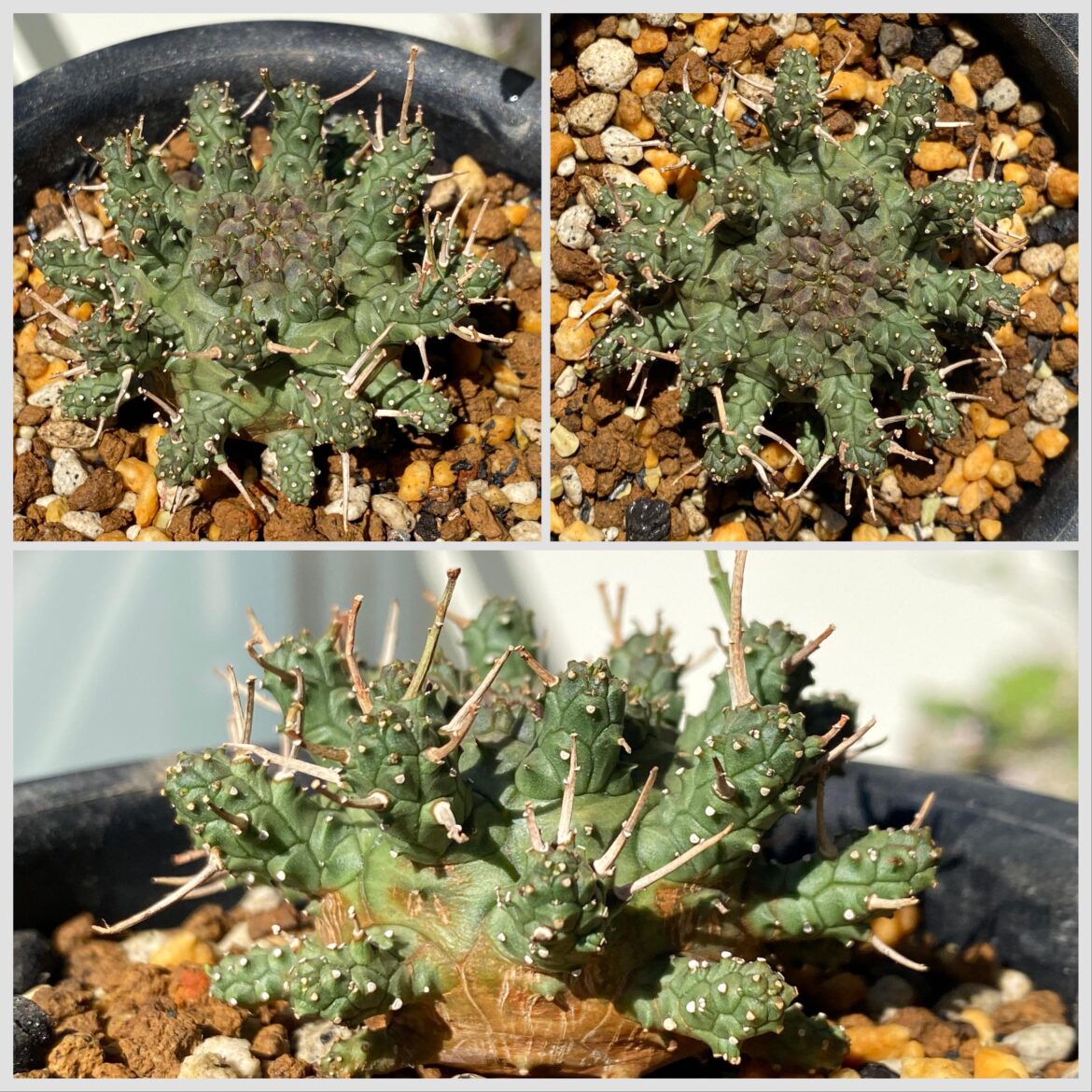 Euphorbia astrophora