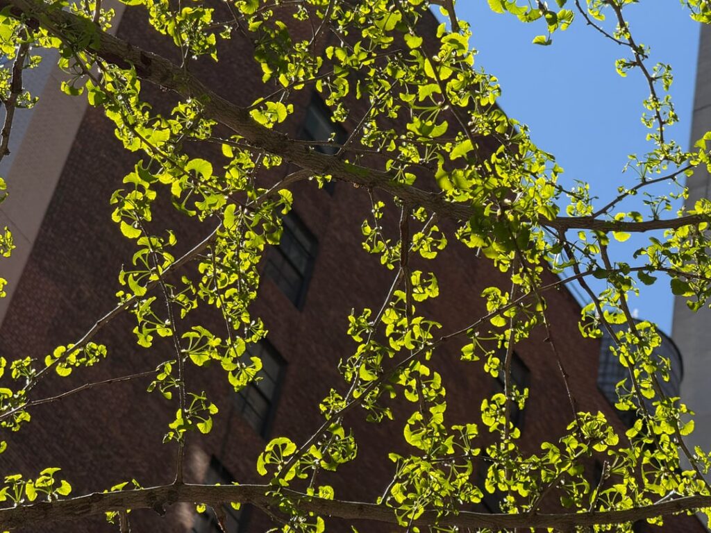 gorgeous new baby ginkgo leaves, if you look closely in photo 4 the female ovules are visible