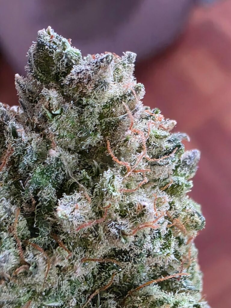 Purple kush 💜 at 2 weeks cure.