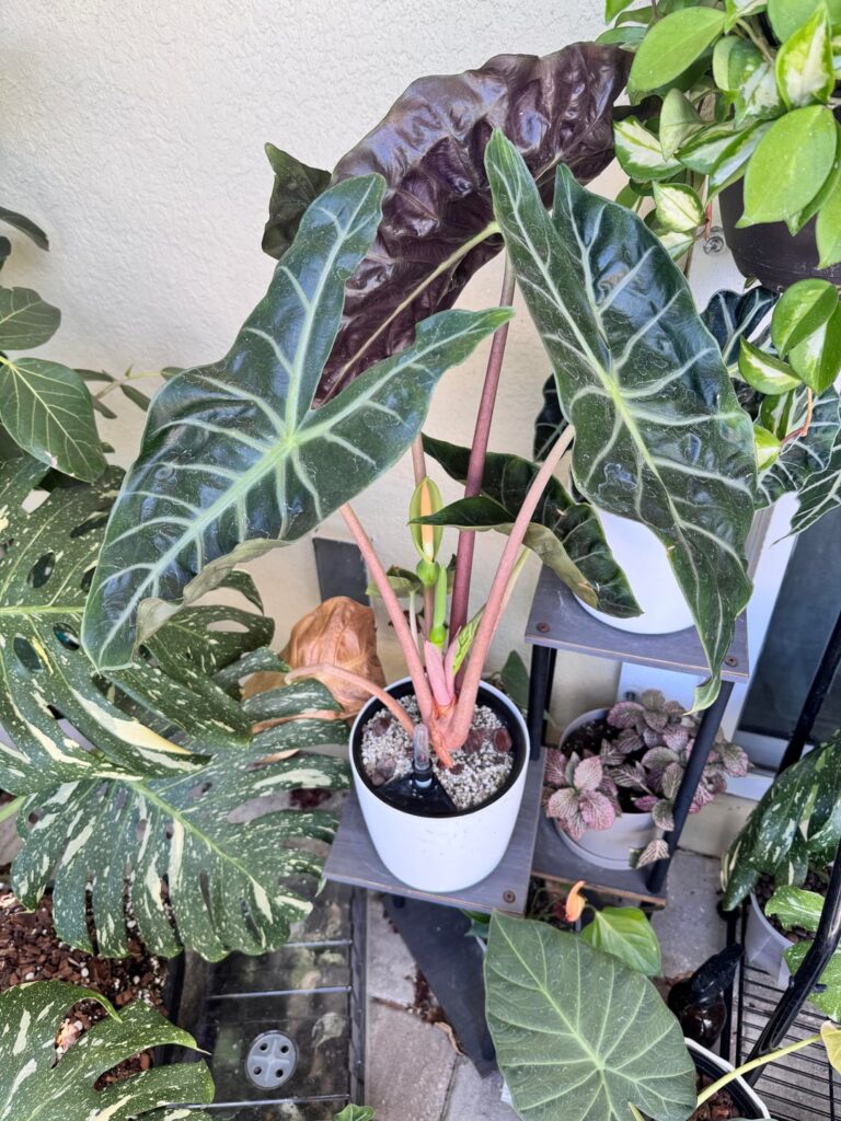 Sport variegation? Sport variegation?