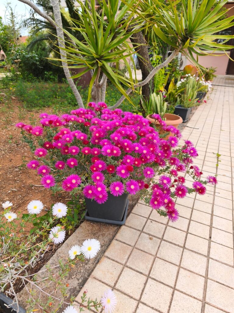 Our ice plants are blooming!