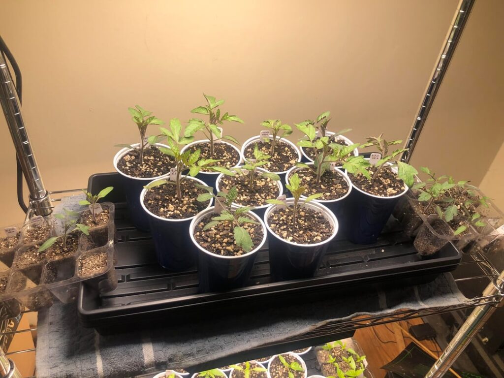 One week of growth 🤯