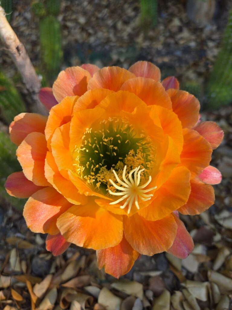Apricot Glow showing off is true colors!