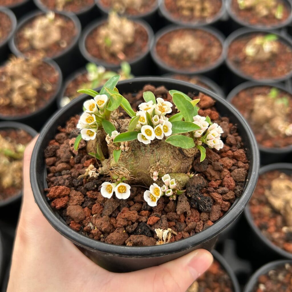 Euphorbia itremensis