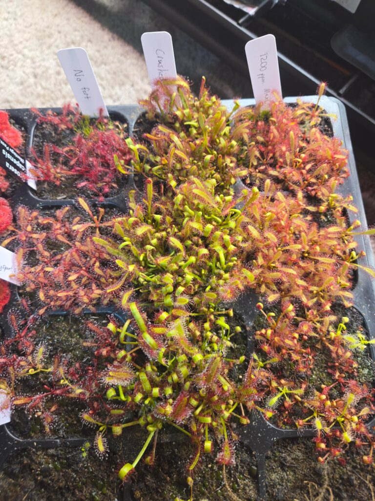 Drosera fertilization experiment 2