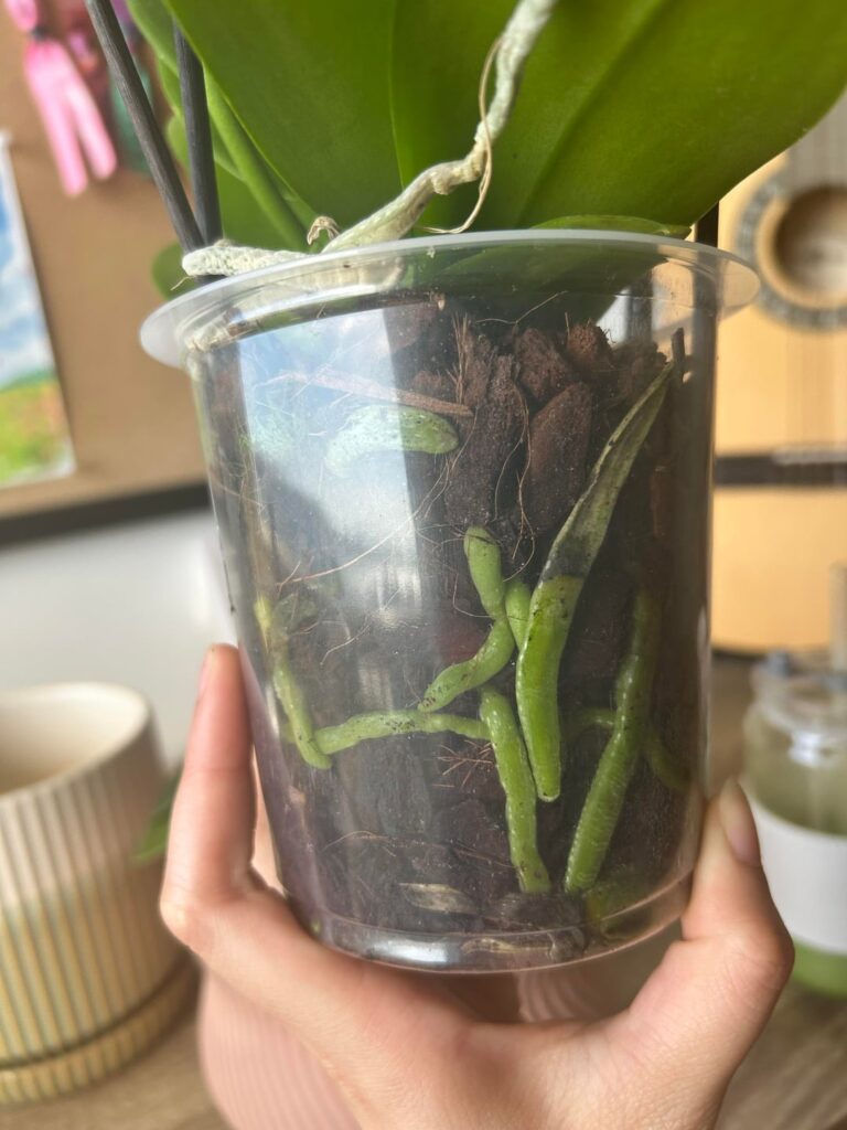Is a little root rot a bad sign? Act asap or leave it alone?