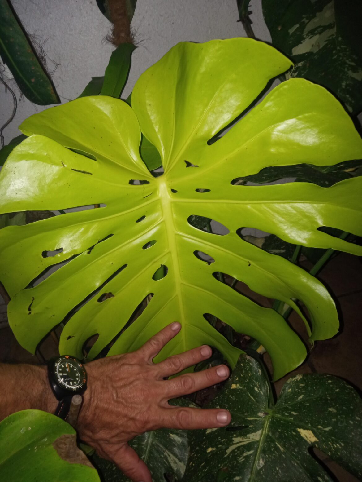 Monstera Lemon Lime glow up .
