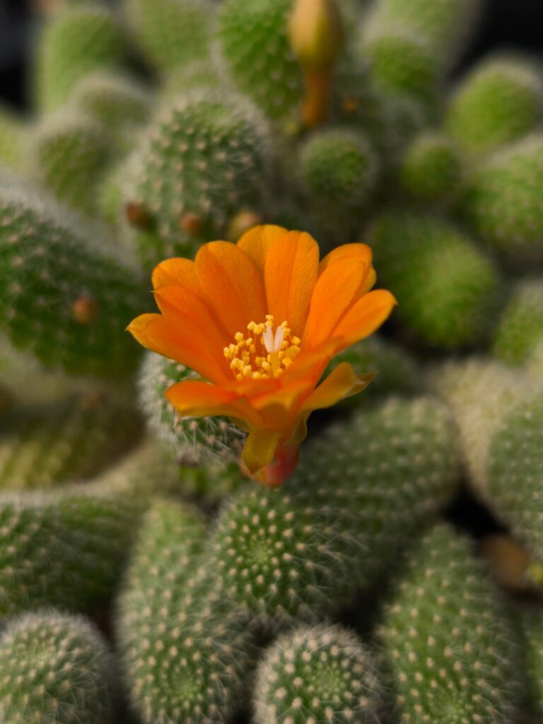 Small flowers:)