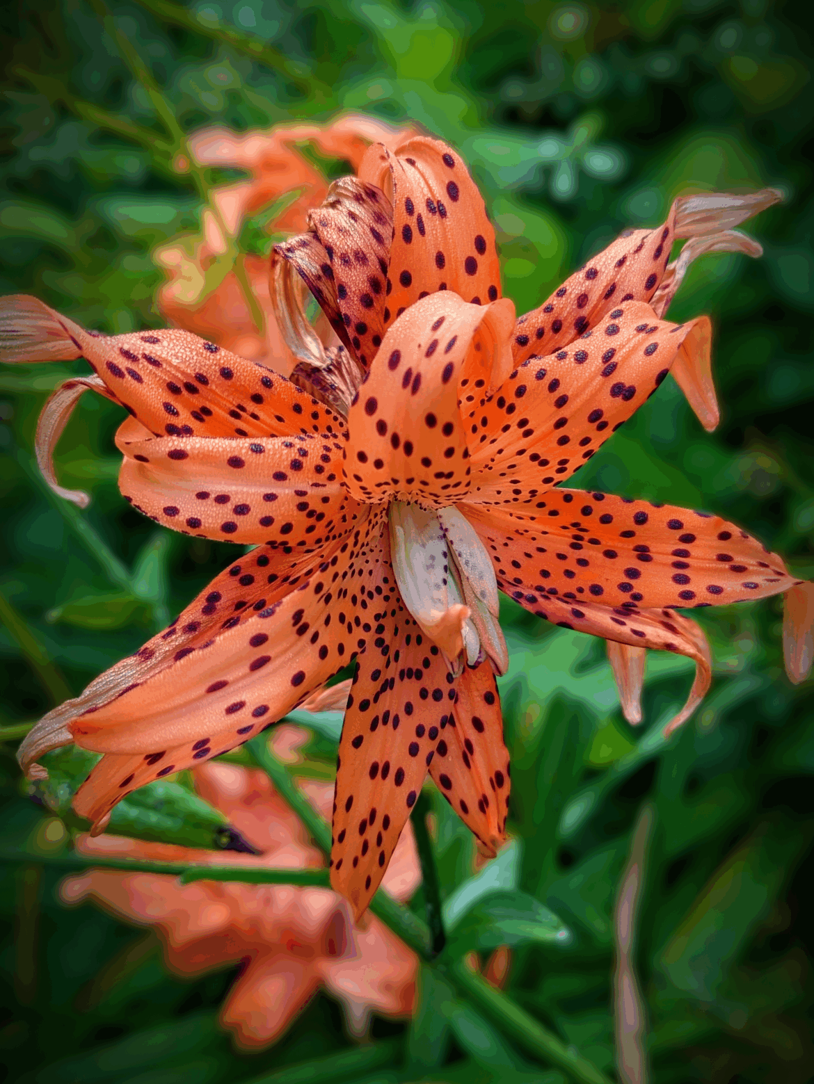 Asiatic 'Tiger' Lily (Lilium lancifolium) [OC]