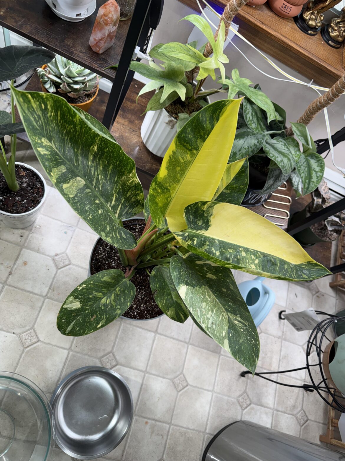 Congo Nuclear Philodendron