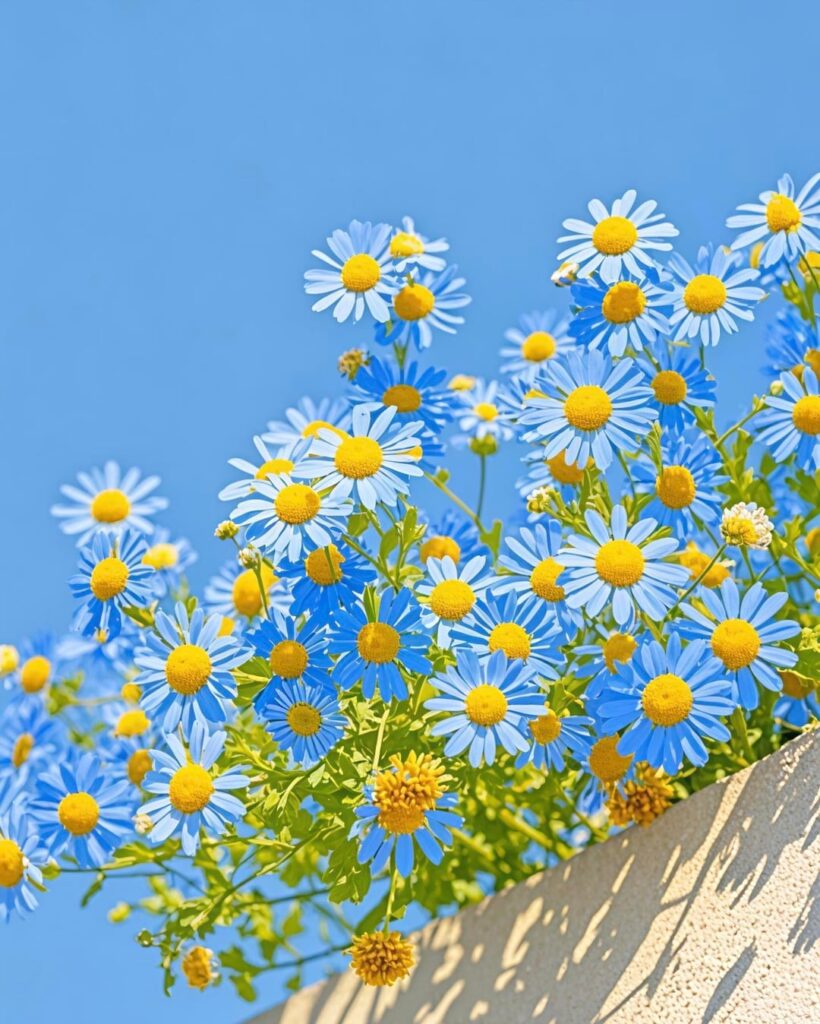 Daisy