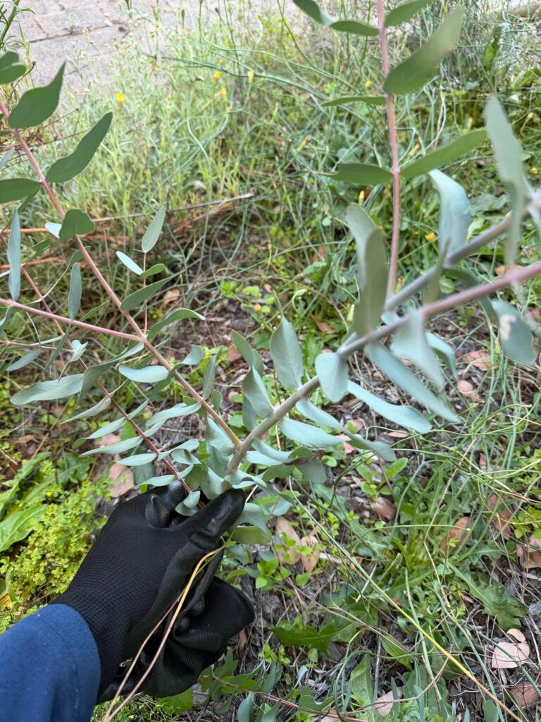 Eucalyptus? Is it sick?