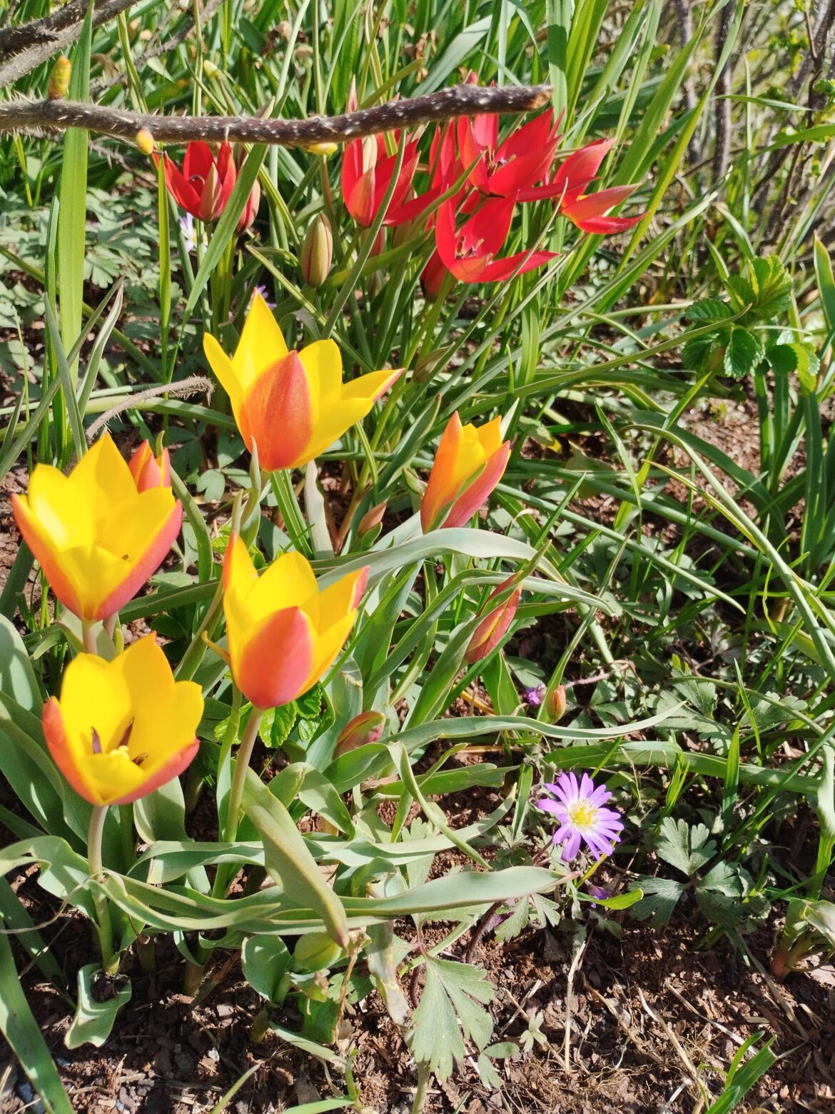 Some kind of unusual tulip