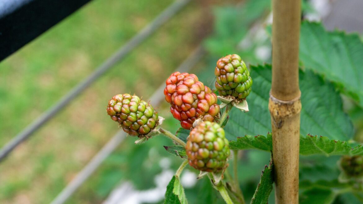 My beautiful blackberries 🥰