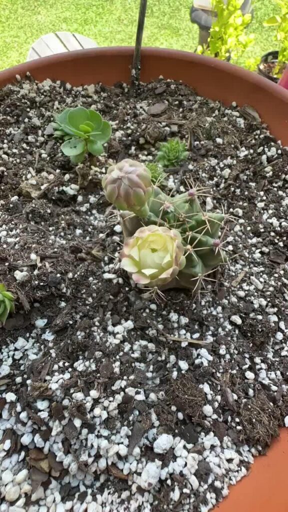 Time lapse of my cactus blooms opening