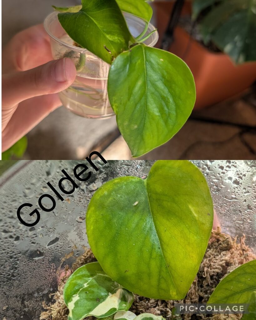 Is there another reason why my Golden Pothos reverted?