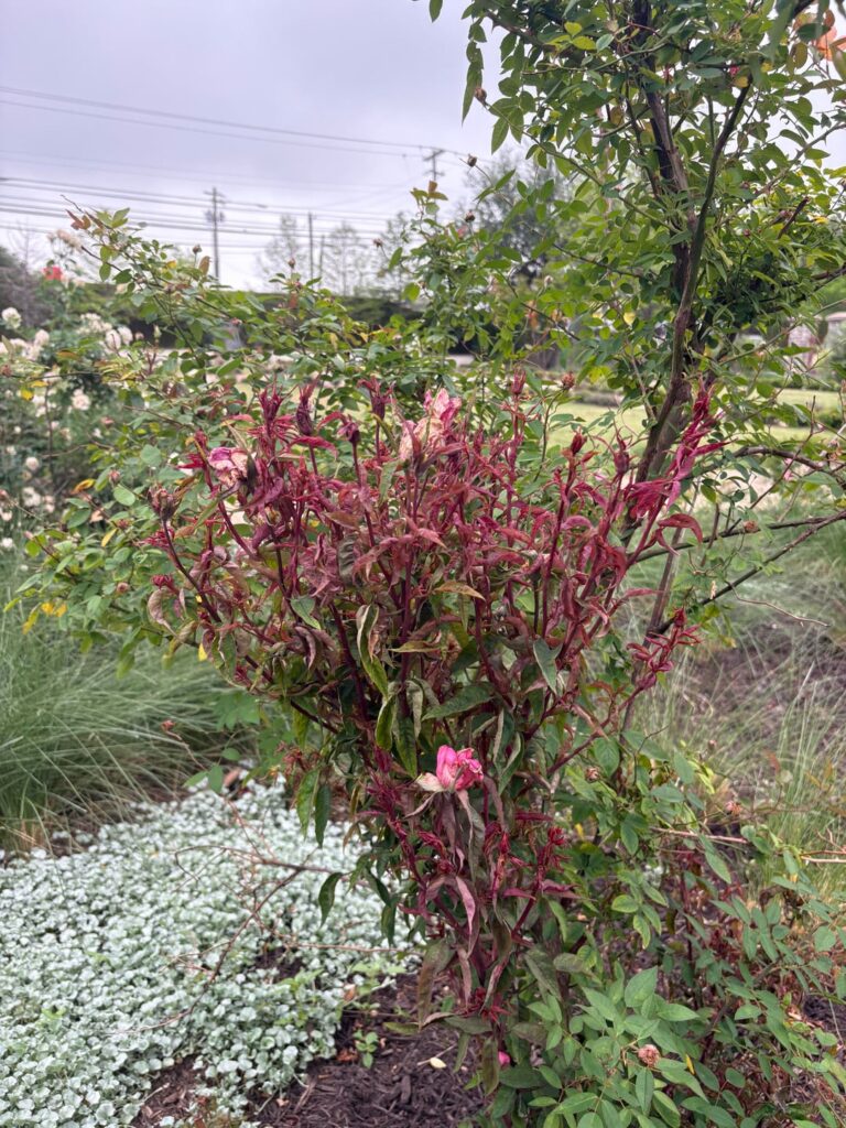 RRD Confirmation? Seeing witches’ broom + strange morphology on multiple roses (Austin, TX) RRD Confirmation? Seeing witches’ broom + strange morphology on multiple roses (Austin, TX)