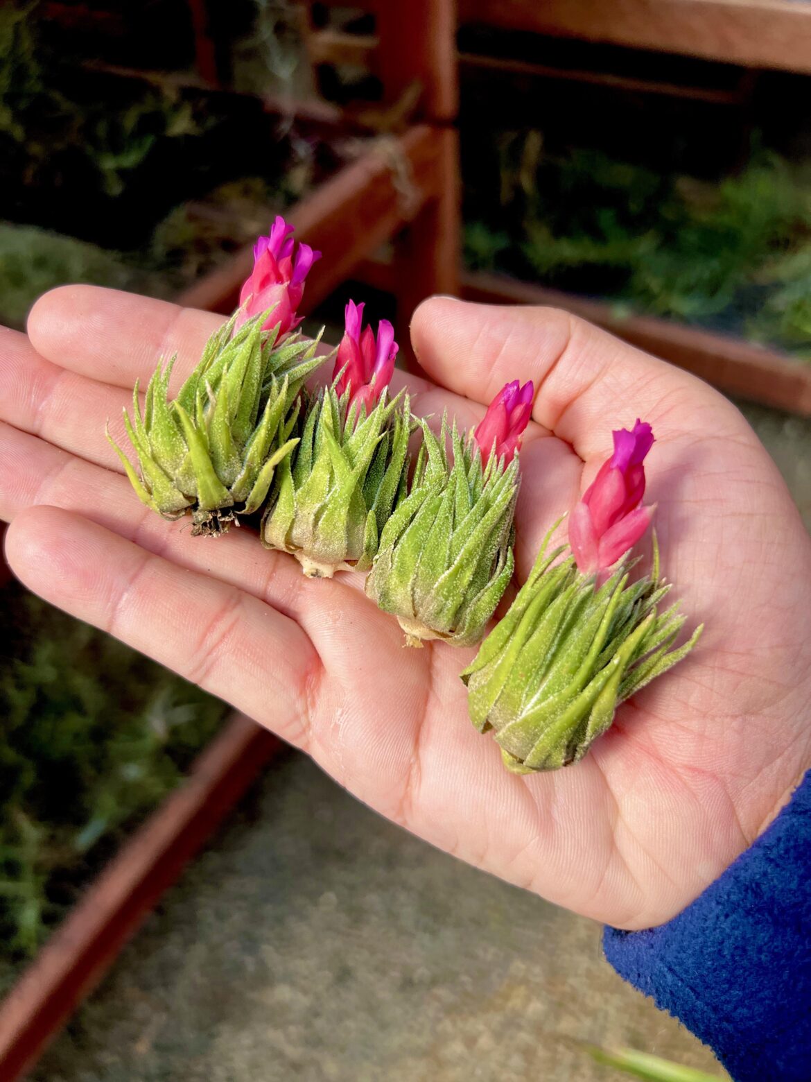 Cute little bloomers (T. sprengliana)