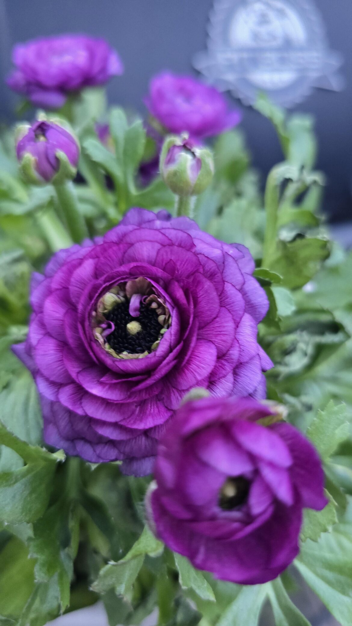 They came up purple